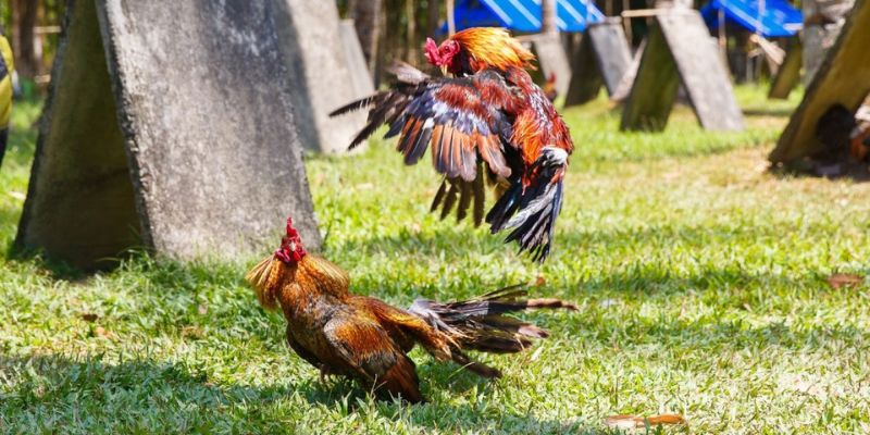 Tuyệt phẩm đá gà 88 kinh điển