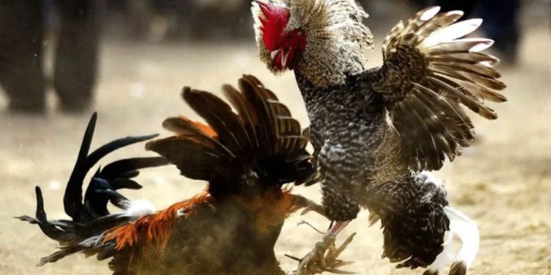 Kinh nghiệm dự đoán kết quả chọi kê ăn chắc 100%