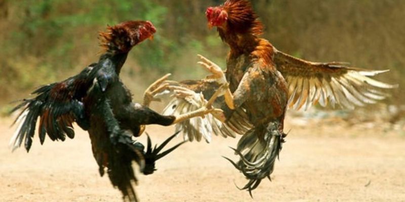 Đá gà online trên mạng