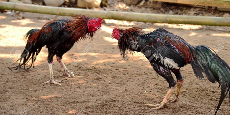 Giới thiệu nét khái quát nhất về hình thức đá gà cựa dao