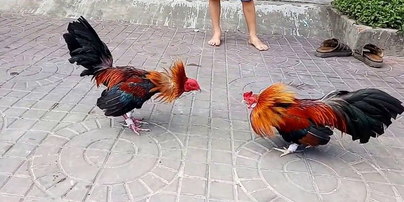 Đá gà tre nổi tiếng