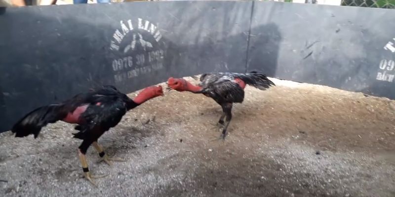 Phát trực tiếp gà đòn Thomo siêu mãn nhãn