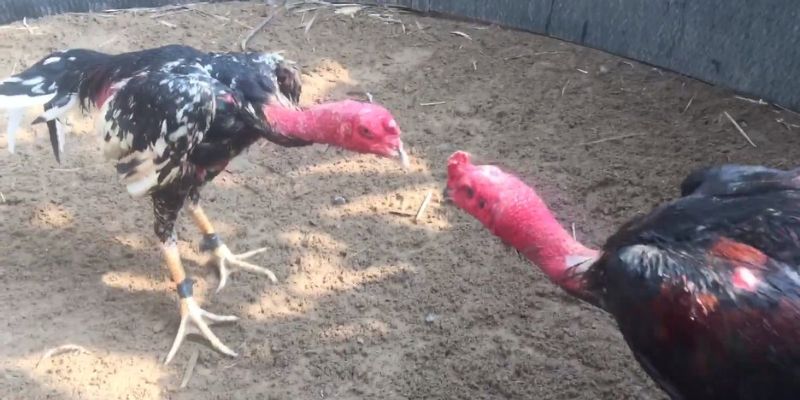 Đá gà đòn nổi tiếng